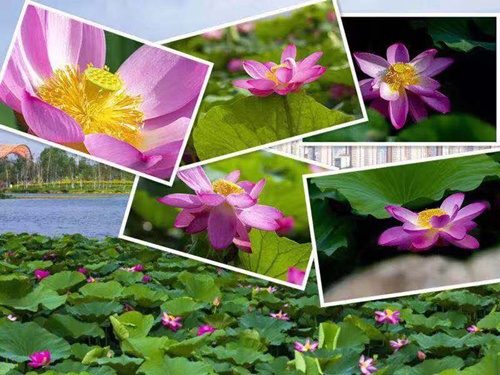 9001cc金沙以诚为本(中国)有限公司官网